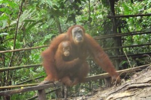 mother and baby orangutan