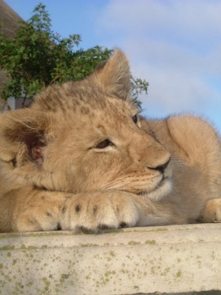 lion cub (PoD Volunteer)