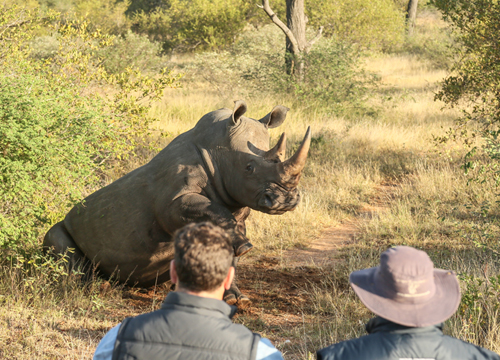 Go behind the scenes helping rhino on a South African safari