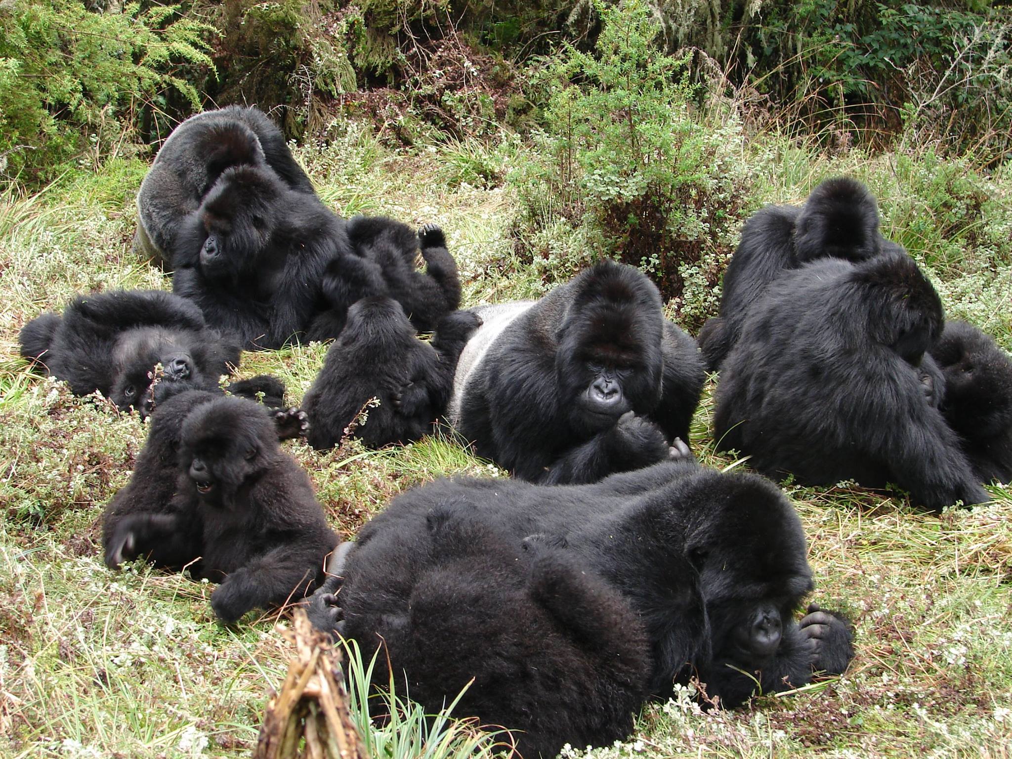 New wildlife film calls for action to protect Rwandan gorilla