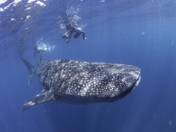 Whale-Shark-with-Researcher-Photographer-(c)Dr-Simon-Pierce-AQUA-FIRMA