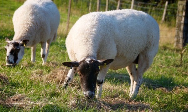 sheep at National Trust property Felbrigg Hall (photo by Erin Moncur)
