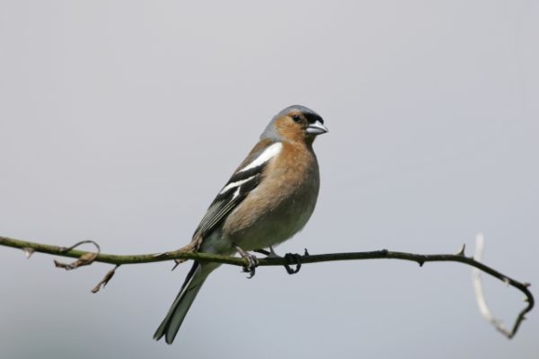 Chaffinch, photo by Andy Hay (rspb-images.com)